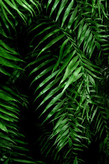 Tropical background with green palm leaves