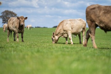 Close up of beef cows and calves grazing on grass in Australia, on a farming ranch. Cattle eating...