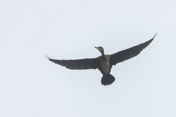 16.10.2021, GER, Bayern, Passau: Ein Kormoran fliegt über den Stausee im passauer Ortsteil 