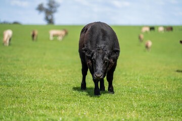Close up of Stud Beef bulls, cows and calves grazing on grass in a field, in Australia. breeds of...