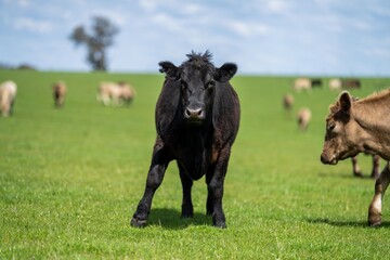 Close up of Stud Beef bulls, cows and calves grazing on grass in a field, in Australia. breeds of...