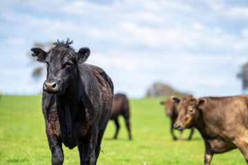 Close up of beef cows and calves grazing on grass in Australia, on a farming ranch. Cattle eating...