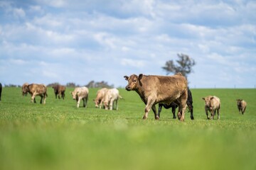 Close up of Stud Beef bulls, cows and calves grazing on grass in a field, in Australia. breeds of...