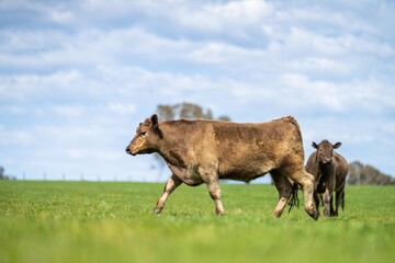 Close up of Stud Beef bulls, cows and calves grazing on grass in a field, in Australia. breeds of...