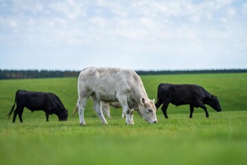Close up of beef cows and calves grazing on grass in Australia, on a farming ranch. Cattle eating...