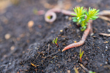 earthworm of red color near a green blade of grass on black soil