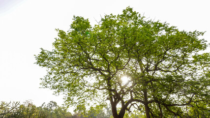 Fototapeta premium Beautiful huge tree and morning sunlight.