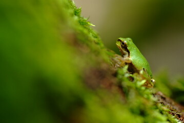 苔が生えている木を登るアマガエル