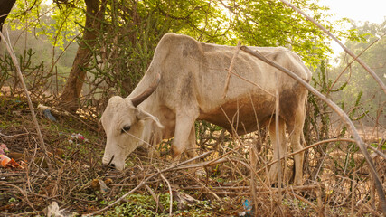 Holy cow grazing early morning in the village.