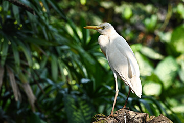 great blue heron