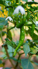 Organic spicy green peppers on the stems.