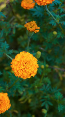 Close up of beautiful Marigold flower with green foliage in a botanical garden also known as Tagetes erecta, Mexican, Aztec or African marigold