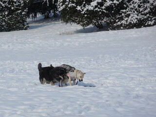 Two dogs enjoy playing in the snow park