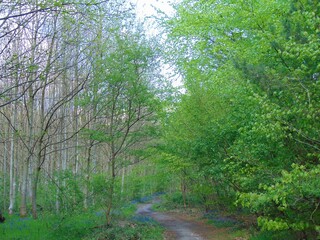 Promenade dans la forêt au printemps avec les jacinthes en fleur et les feuilles vertes claires