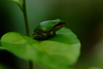 葉の上でじっとしているアマガエル