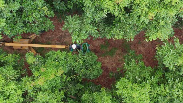 Avocado picker placing fresh ripe Avocados in a crane basket.