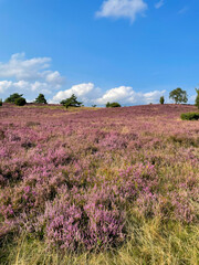 Naklejka na ściany i meble Stunning view of blooming heath with pink purple heather flowers in famous nature park Lueneburger Heide in North Germany