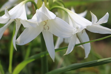 Obraz premium 初夏の公園に咲くアフリカハマユウの白い花