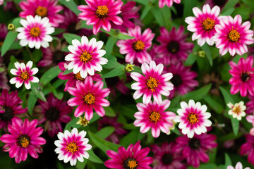 沢山の美しいジニア