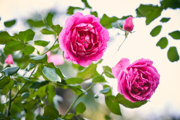pink roses