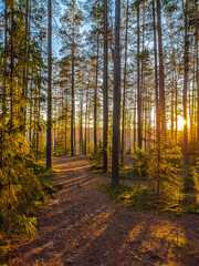 Beautiful forest road in Saint-Petersburg suburbs.