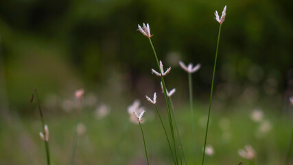 Beautiful tiny flowers on the meadow.