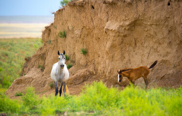 Horses gallop over mountains and hills. A herd of horses grazes in the autumn meadow. Livestock concept, with place for text.
