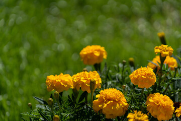 マリーゴールド