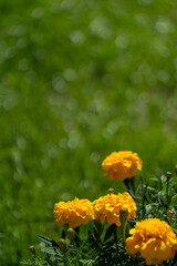 マリーゴールド