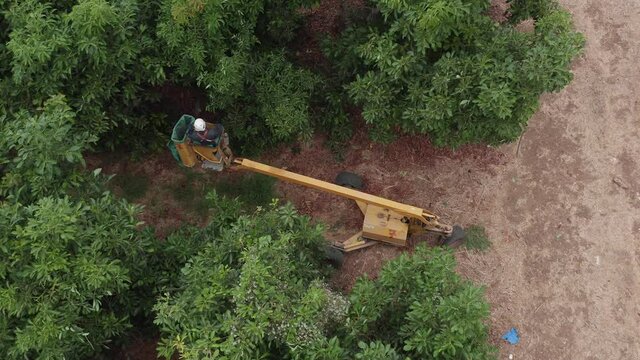 Avocado picker placing fresh ripe Avocados in a crane basket.
