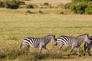 Fototapeta na wymiar Zebras on the African grassland