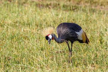 Grey Crowned Crane standing and watching the grass