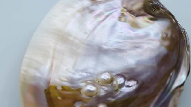 rotation of the mother-of-pearl shell with several pearls inside, traces of mother-of-pearl of various shades,