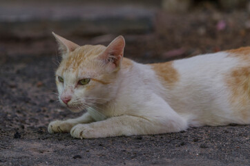 Cute Little Cat Portrait domestic pet animal