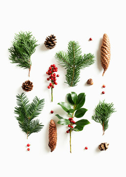 Collection of various conifers and cones on white background.