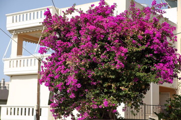 balcony with flowers