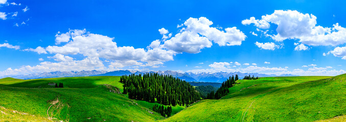Green grass and forest natural scenery under blue sky.Green grassland landscape in Xinjiang,China.