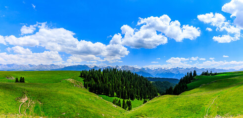 Green grass and forest natural scenery under blue sky.Green grassland landscape in Xinjiang,China.