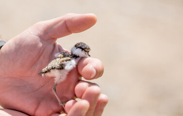 A nestling in the hands of a person, the concept of protecting care and kindness. Partridge chick...