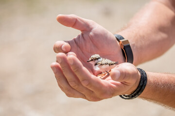 A nestling in the hands of a person, the concept of protecting care and kindness. Partridge chick...