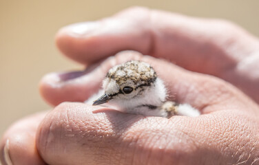 A nestling in the hands of a person, the concept of protecting care and kindness. Partridge chick close up. Defenseless pets.
