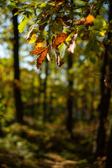 Soft focus autumn forest fragment. Background.