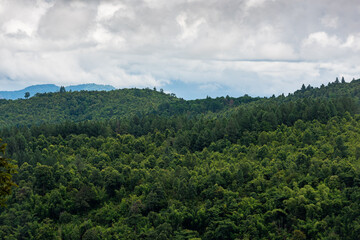 Aerial view of a tropical rainforest on a cloudy day