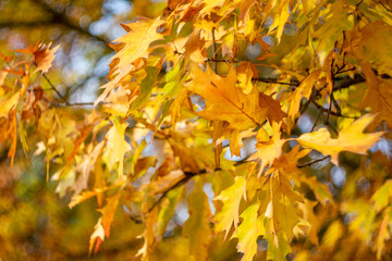 Naklejka na ściany i meble Autumn yellow leaves on a blurred background.