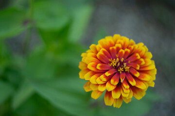 黄色とオレンジ色のジニア（百日草）のクローズアップ