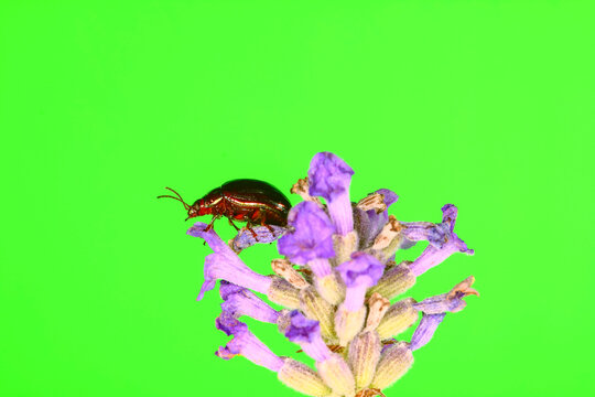 Rosemary Beetle Chrysolina Americana walking on a Lavenda Lavendula plant