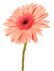 Gerbera flower daisy isolated on white background