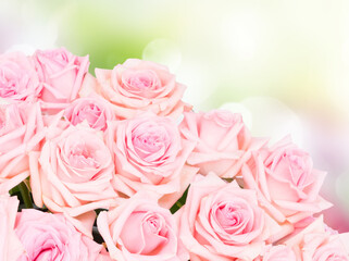 Fototapeta na wymiar Pink blooming roses