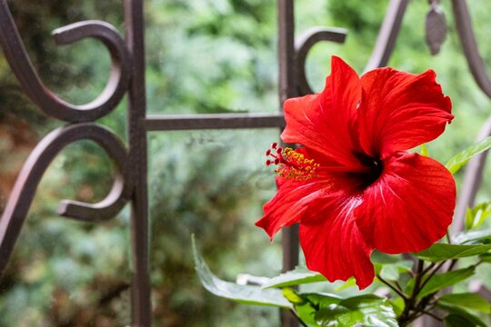 Large red flower of Chinese hibiscus (Hibiscus rosa-sinensis) on blurred background of window with metal grate. Selective focus. Close-up. Chinese rose or Hawaiian hibiscus in sun. Nature for design.