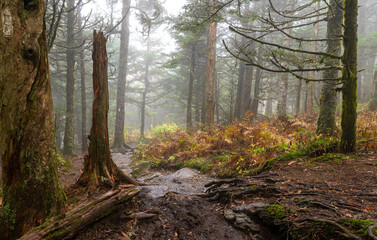 autumn forest in the morning